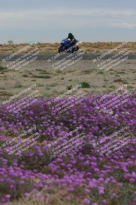 media/Jan-14-2023-SoCal Trackdays (Sat) [[497694156f]]/Turn 14 Exit Bloomig (145pm)/